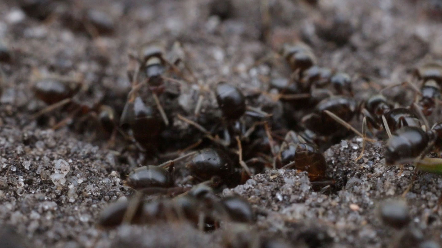 Ants changed the architecture of their nests when exposed to a pathogen