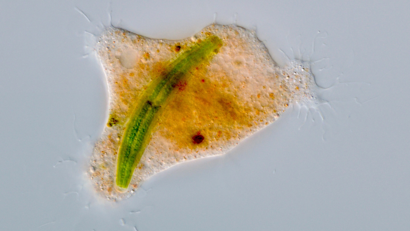 This amoeba eats prey like owls do