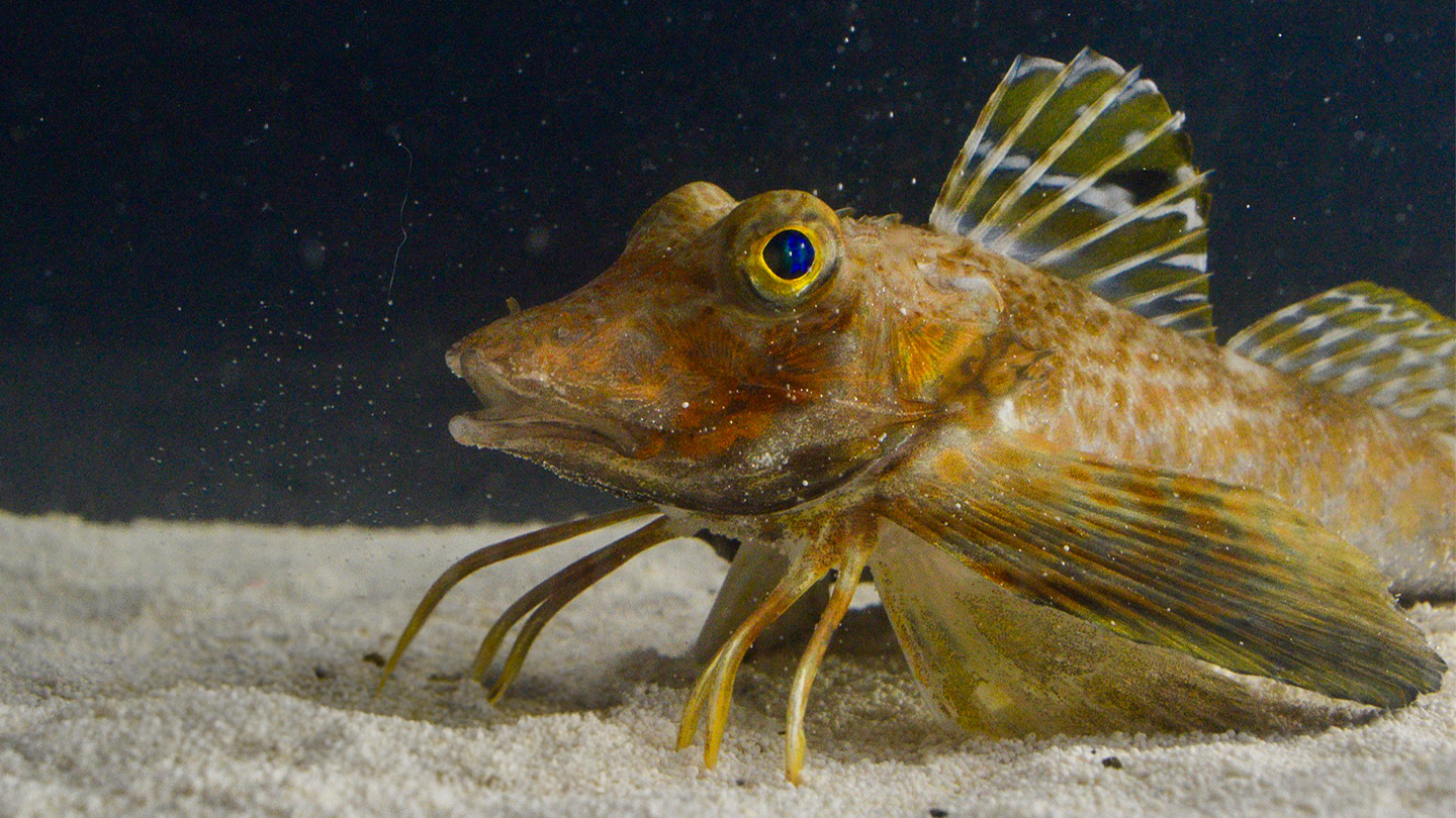 This fish has legs — and it uses them for more than just walking