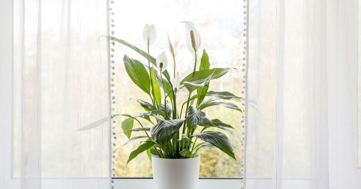 Peace lilies ‘explode with flowers’ if watered with this cupboard item