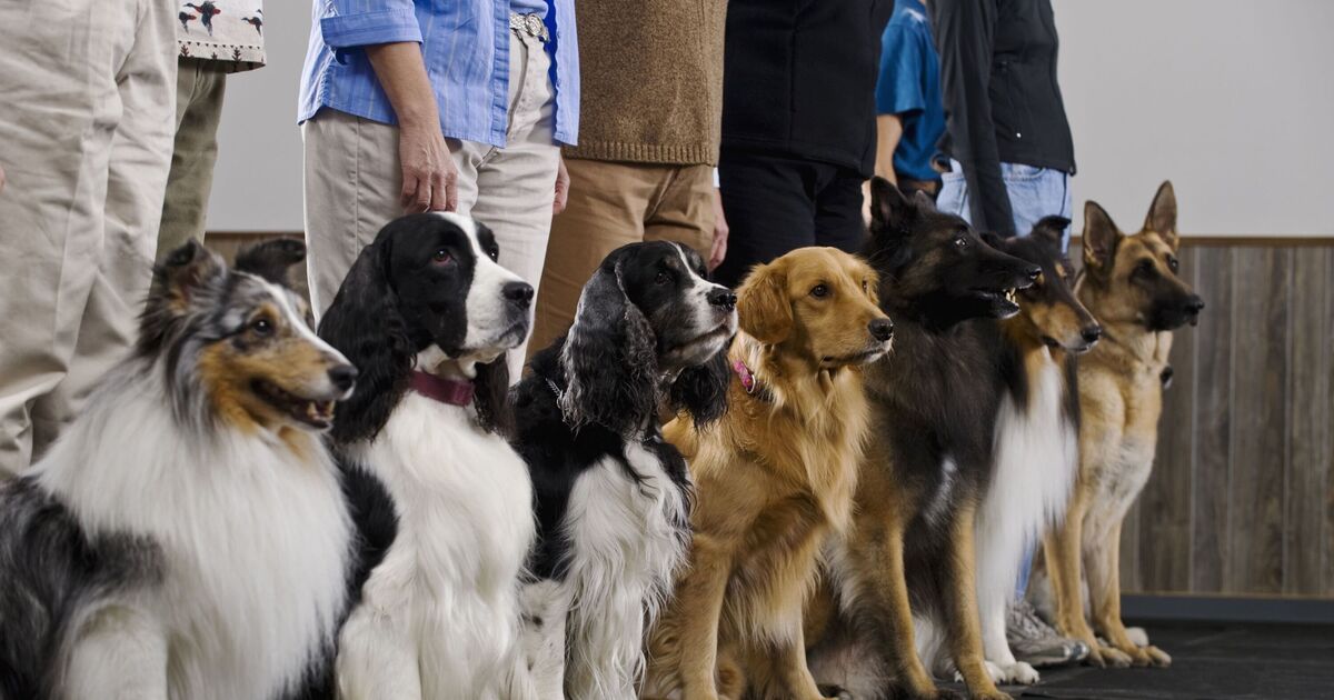 Dog trainer names three dog breeds that are the most ‘challenging’ to train