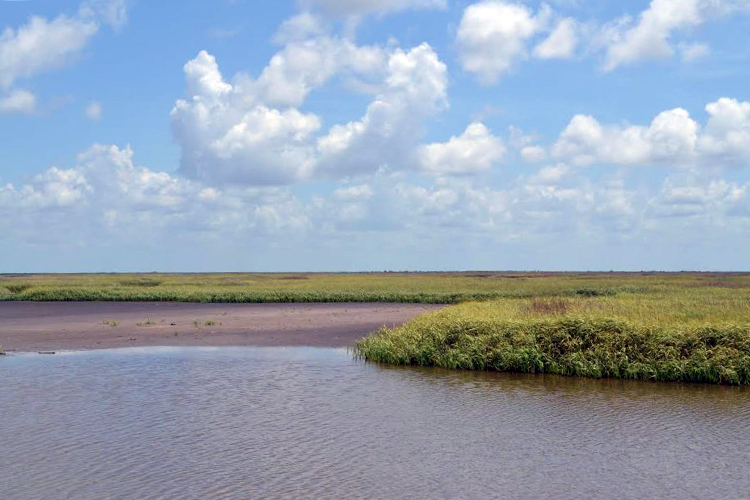 $53.5 Million Approved for Two Habitat Restoration Projects in Coastal Louisiana