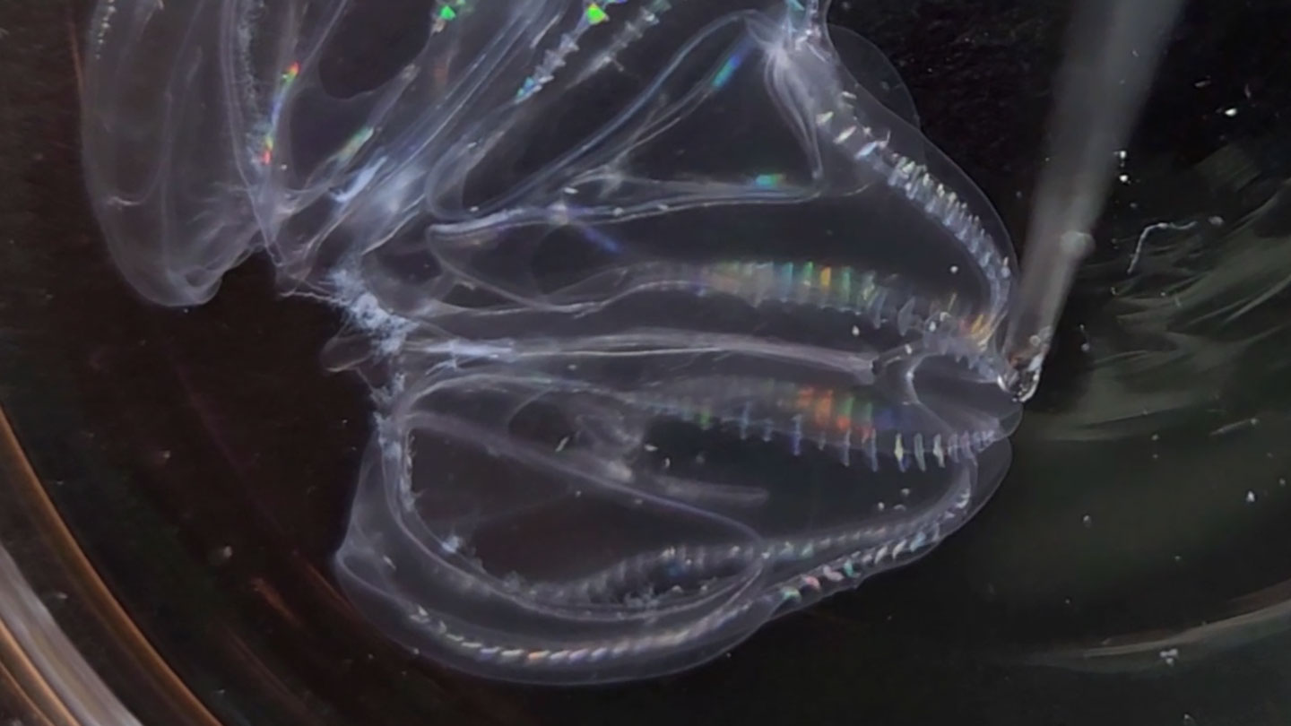 These sea creatures can fuse their bodies