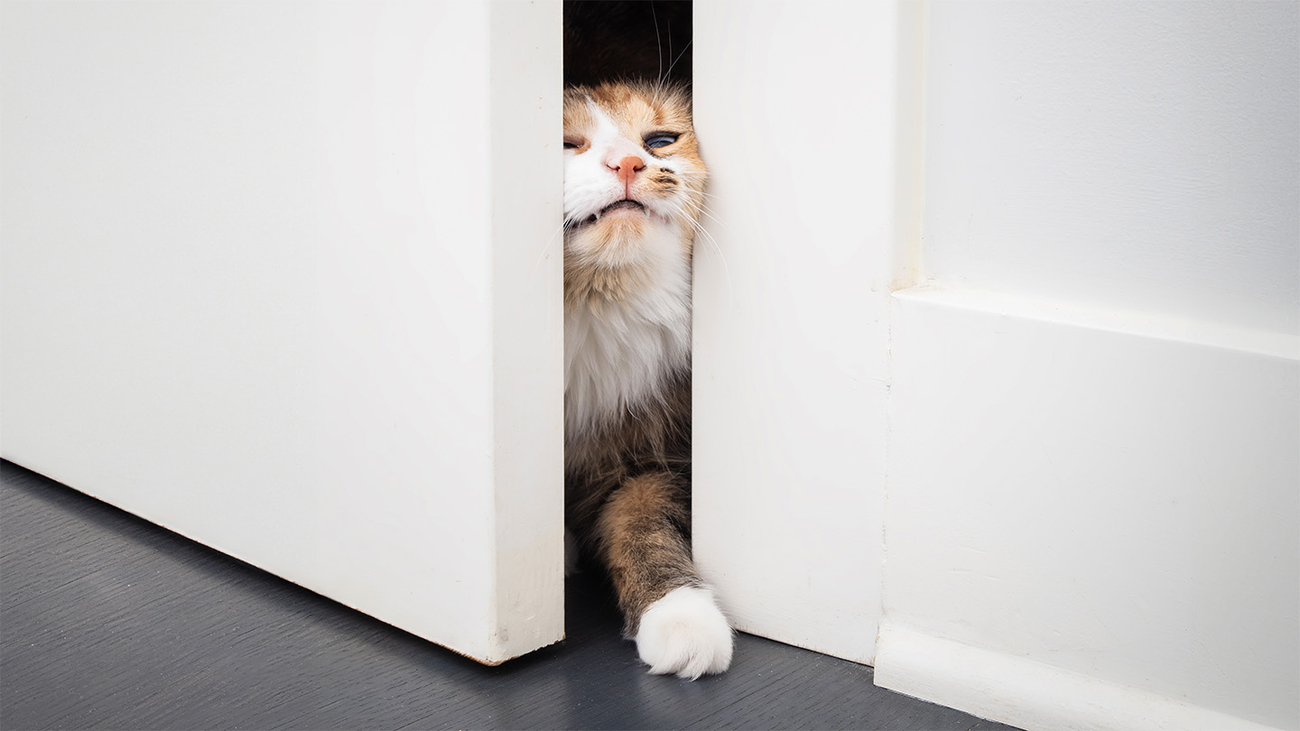 At-home experiments shed light on cats’ liquid behavior