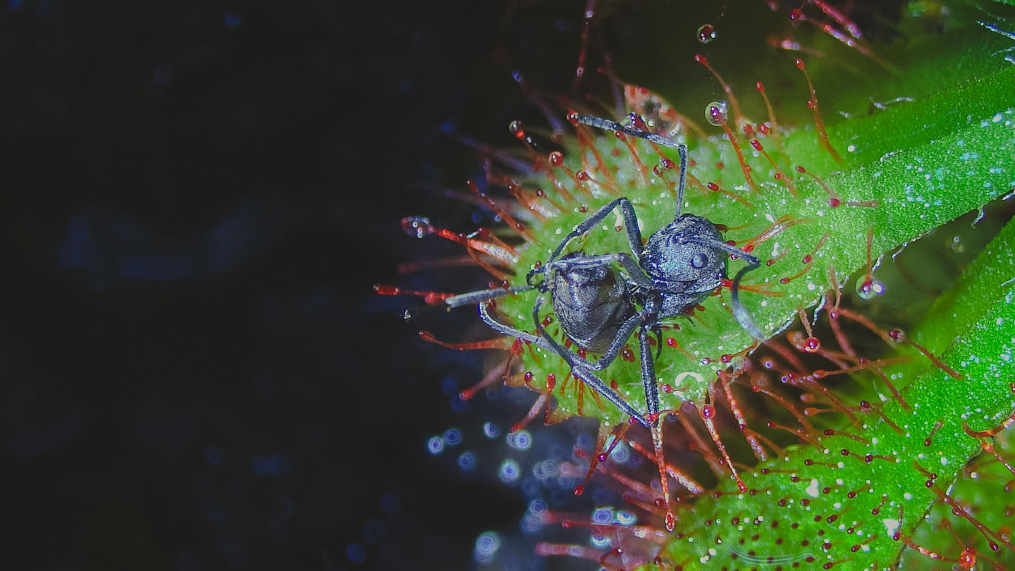 Carnivorous plants eat faster with a fungal friend