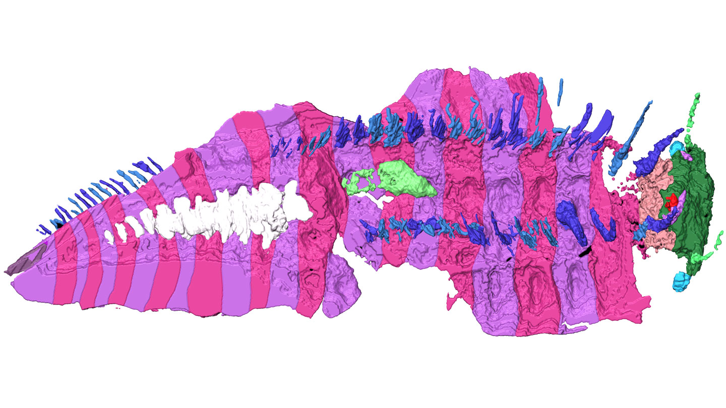 The largest arthropod to ever live finally has a head 