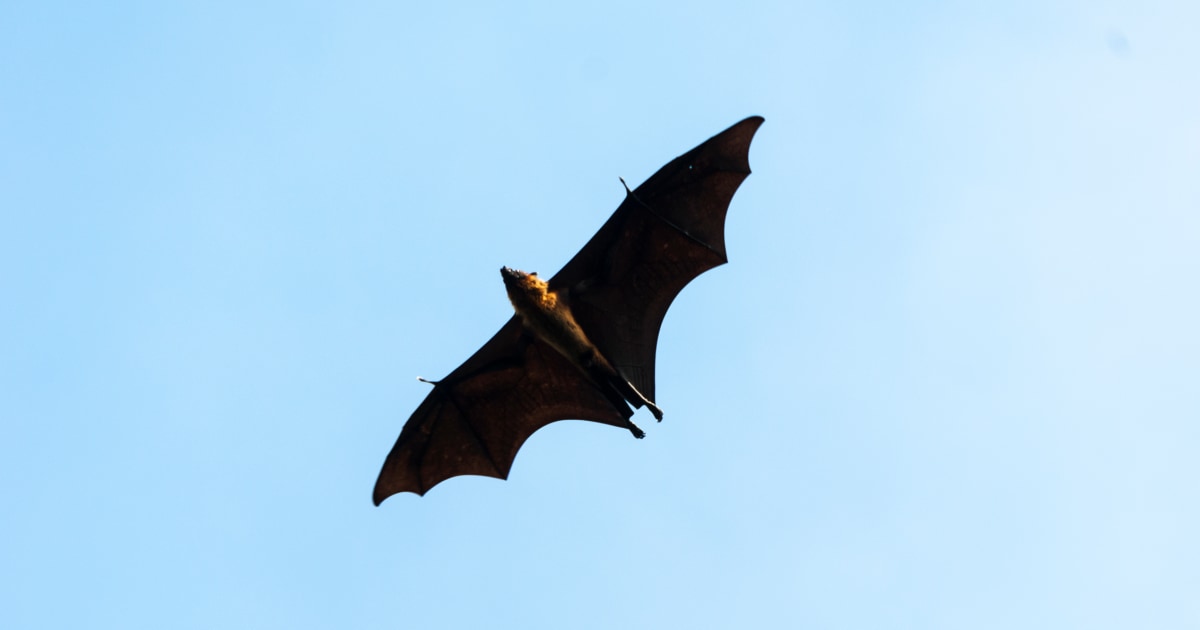 Chicago concertgoers possibly exposed to potentially rabid bats, health officials say