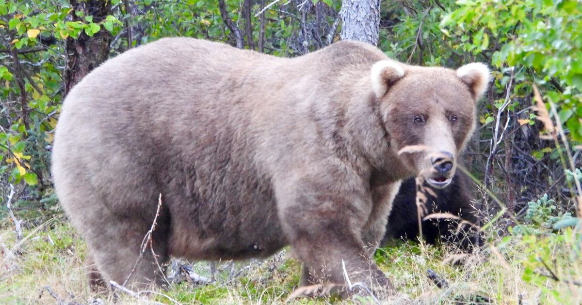 Grazer beats the behemoth who killed her cub to win this year’s title