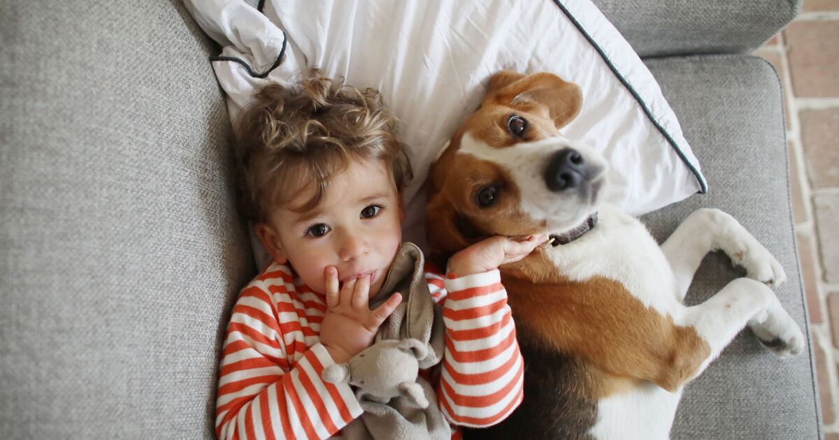 Seven ‘best family dogs’ that are perfect for smaller homes