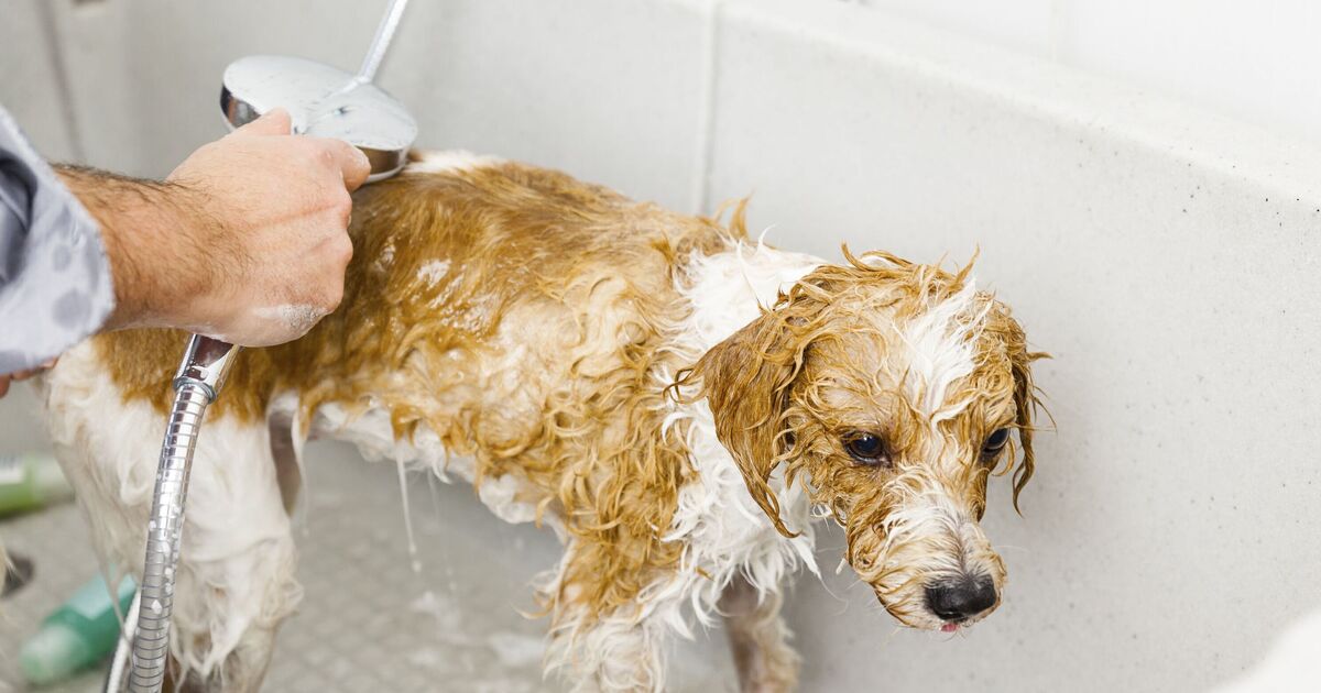 Vet shares how often you should wash your dog – it may surprise you