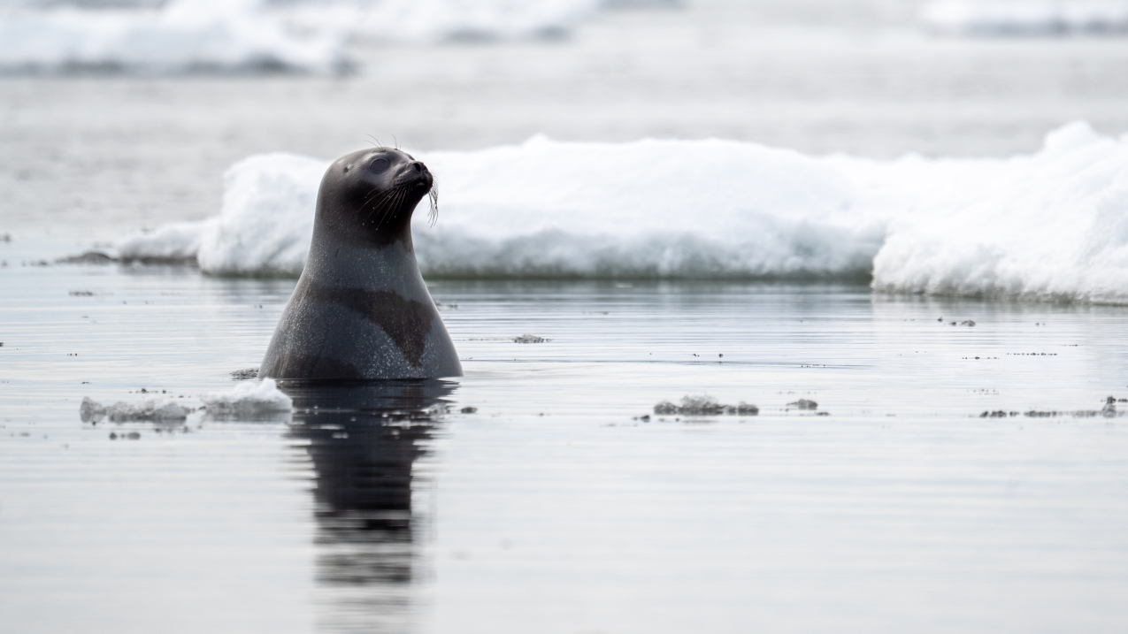 Biden-Harris Administration, NOAA invest $3.84 million to enhance Arctic research, data management and climate resiliency