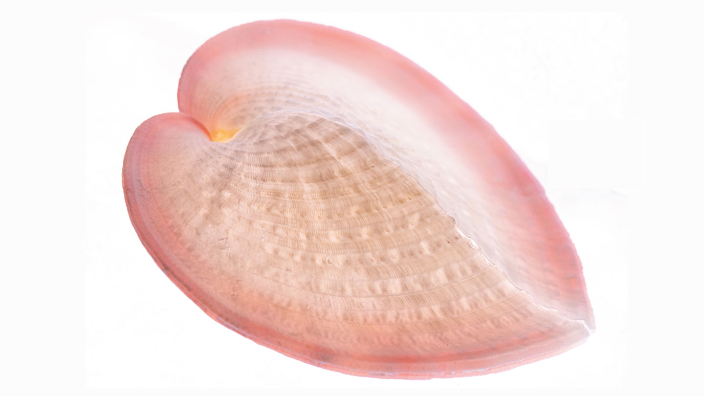 Clams use fiber optics to channel sunlight to symbiotic algae