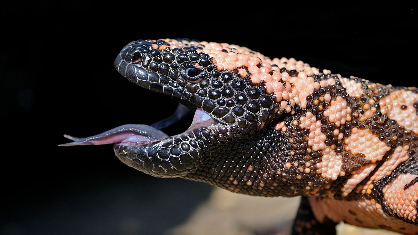 Lizard spit can help detect a rare pancreatic tumor