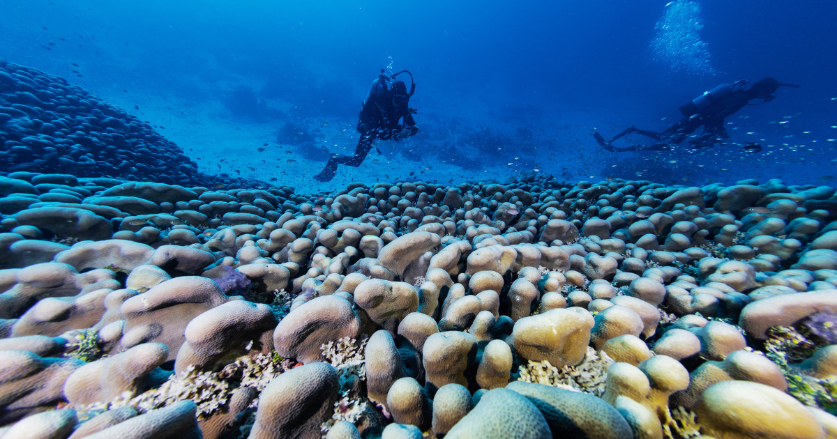 World’s largest coral found in Solomon Islands