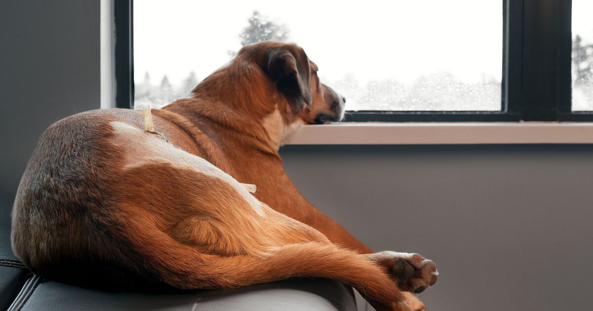 Pet experts explain what dogs think when you leave house