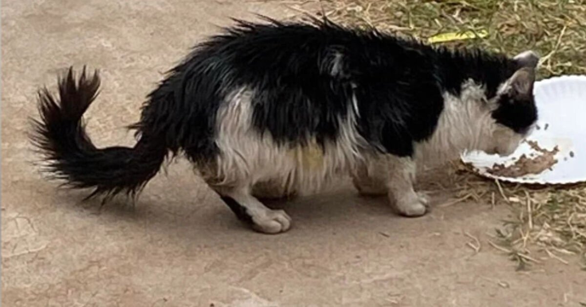 Starving cat found ‘eating rubbish’ now looks unrecognisable