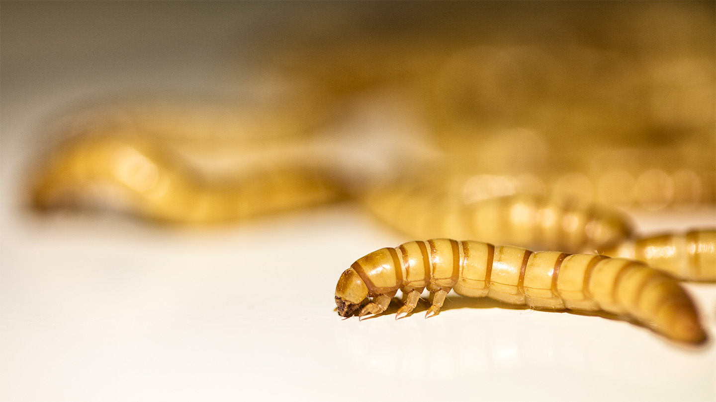 Here’s how long it would take 100 worms to eat the plastic in one face mask