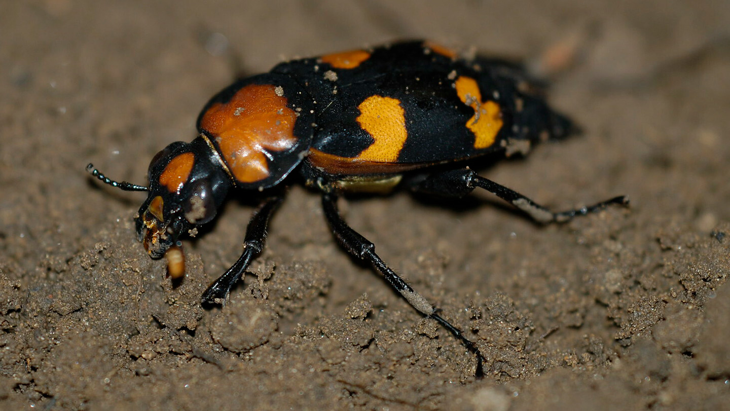 American burying beetles are making a comeback in Nebraska