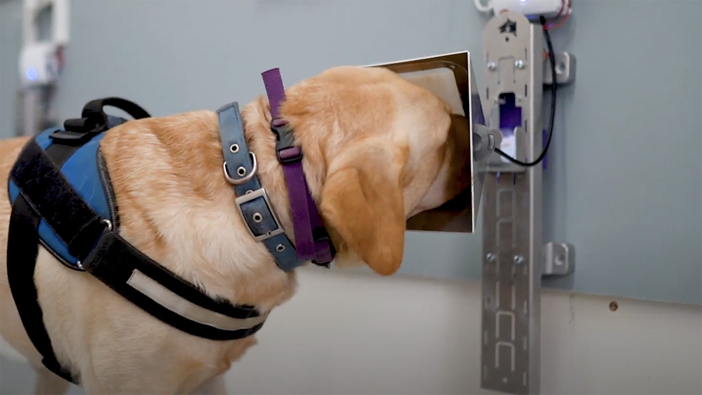 Dogs team up with AI to sniff out cancer