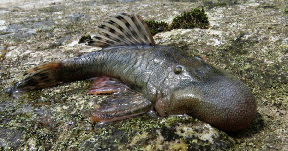 An aquatic mouse and an ugly blob-headed fish among new species discovered in the Amazon