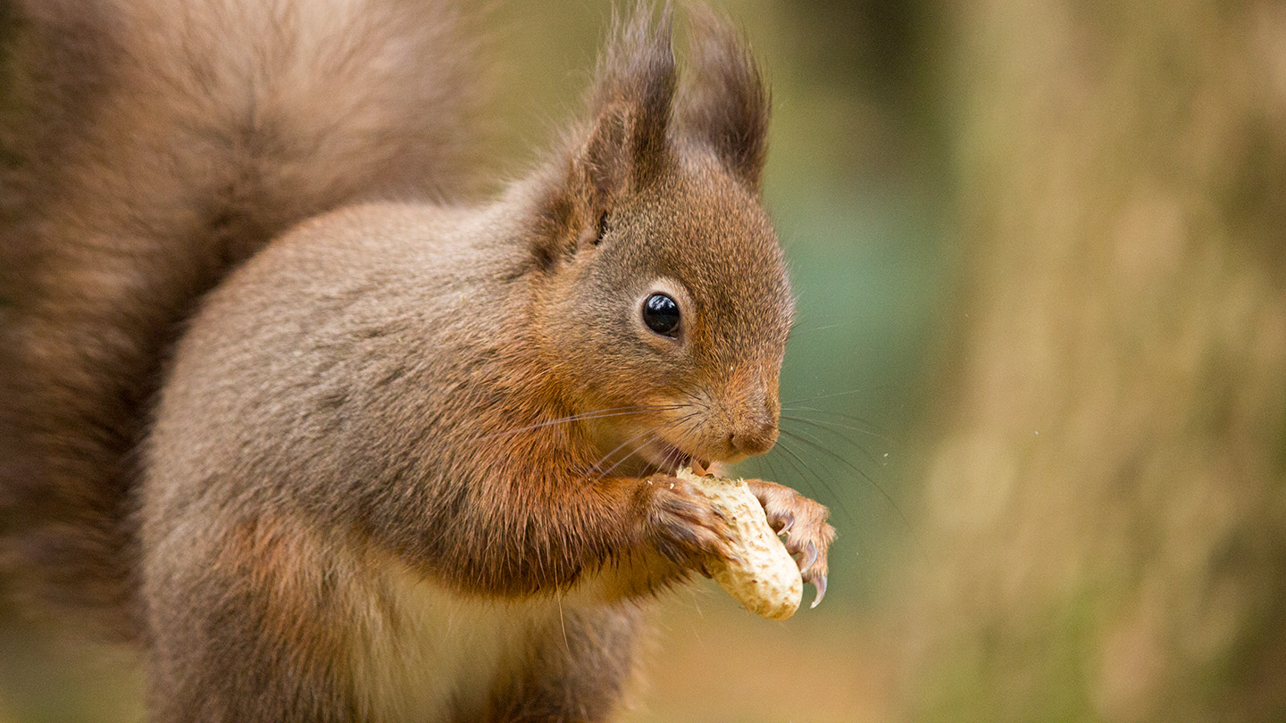 Hand-feeding squirrels accidentally changed their skulls