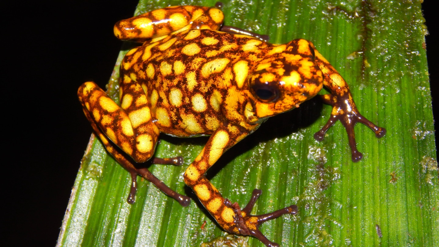 Toxin-gobbling bacteria may live on poison dart frog skin