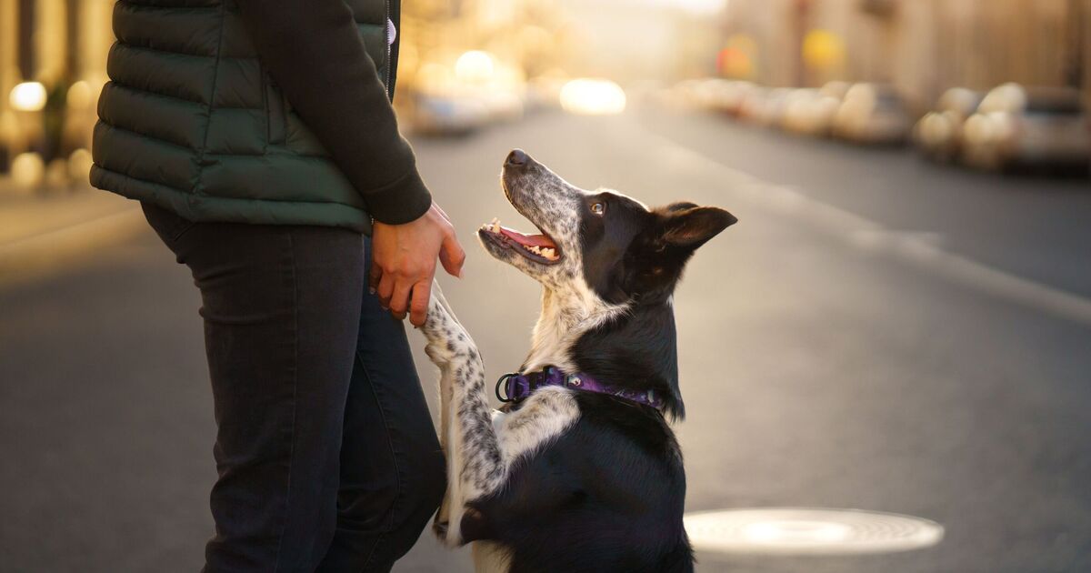 ‘My breed of dog needs to work – so I get him to do household chores’