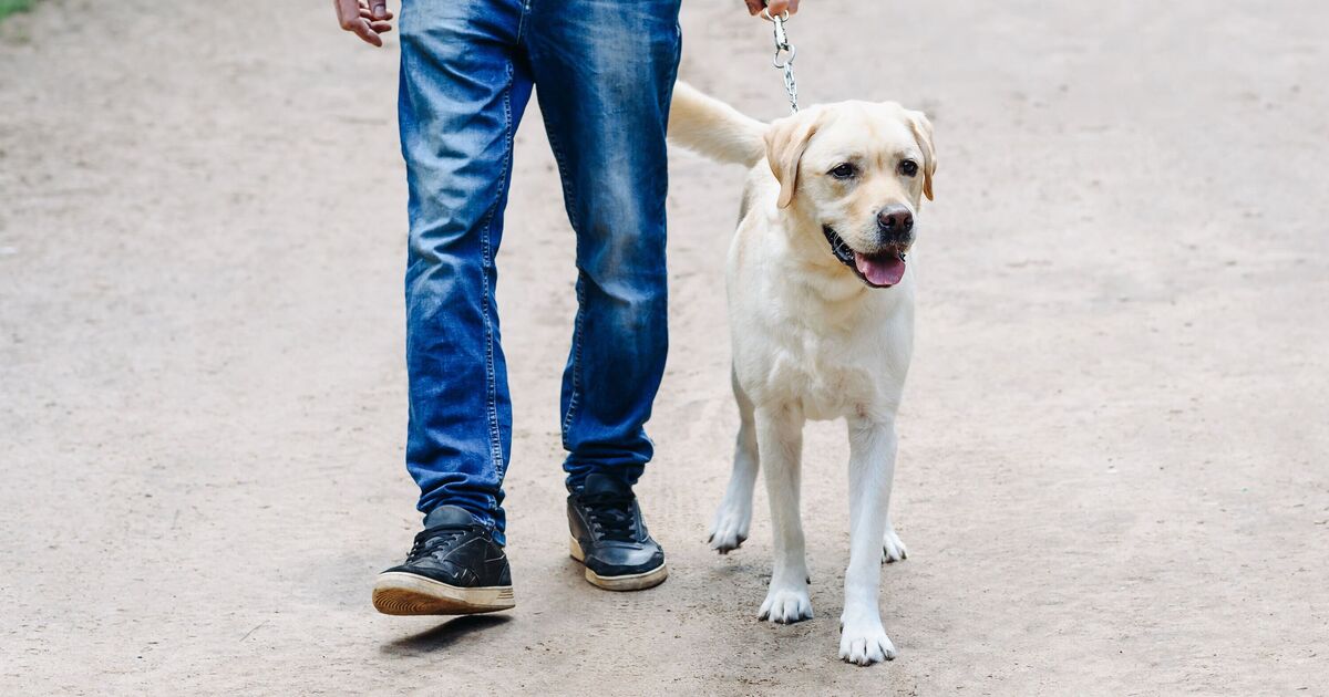 Dog owners warned about common substance that poses risk during winter