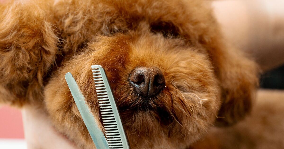 Fluffy dog goes to groomers but returns looking so different | Weird | News