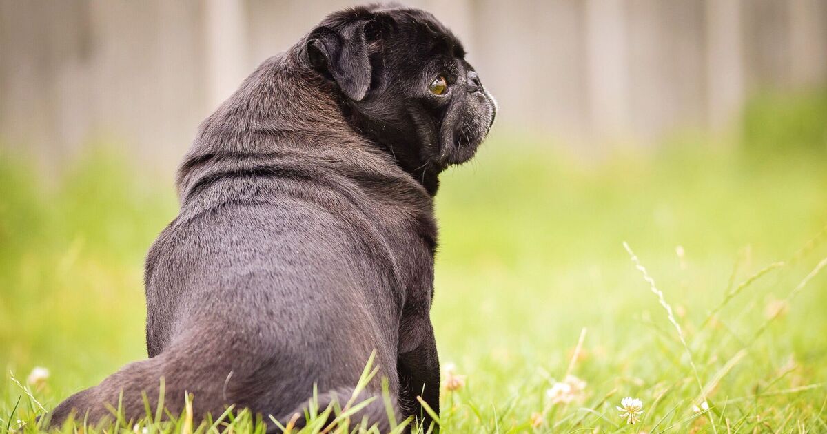 Partially deaf pug doesn’t respond to name but hears something else