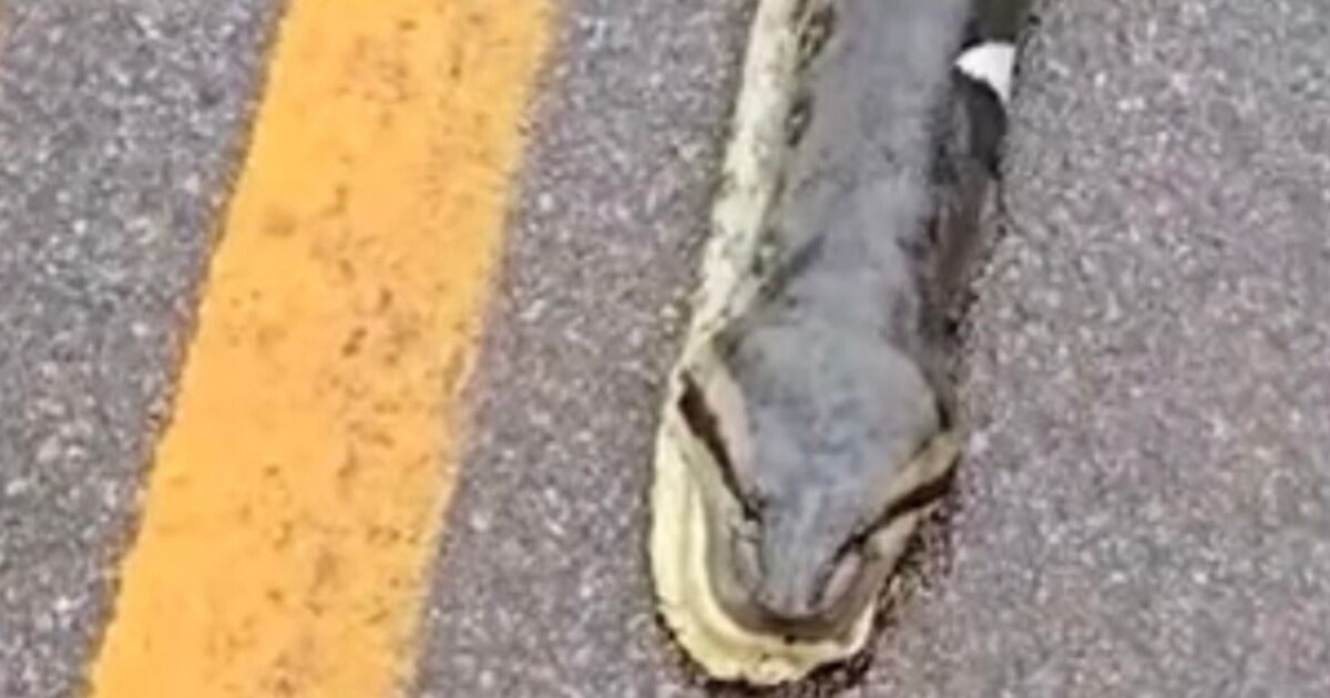 Monster anaconda found by road and what’s inside leaves driver ‘terrified’ | World | News