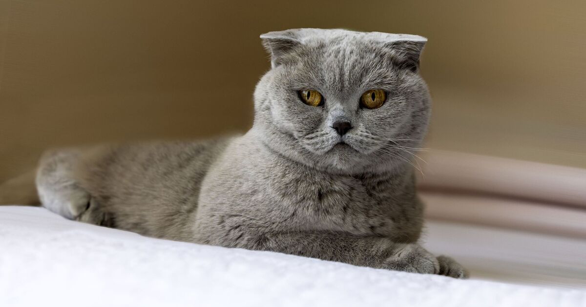 Vet admits there are five cat breeds they would ‘never own’