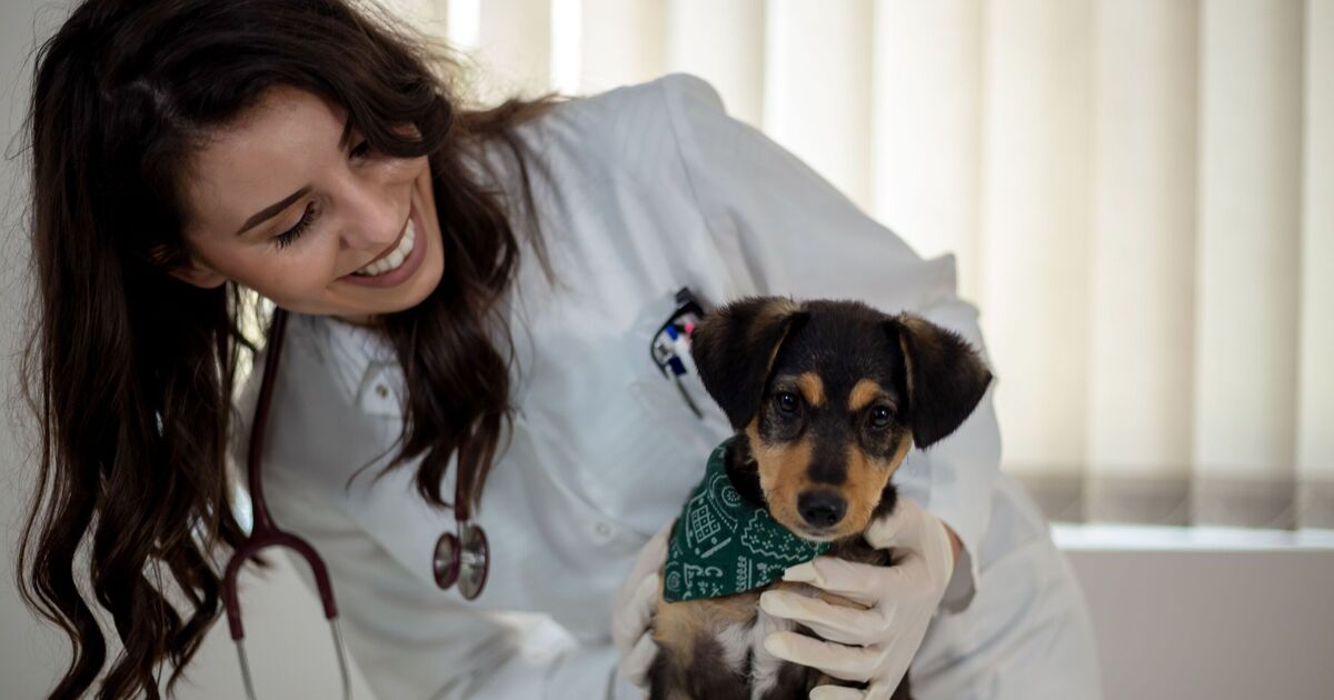 Vet nurse lists dogs that are perfect for allergy sufferers