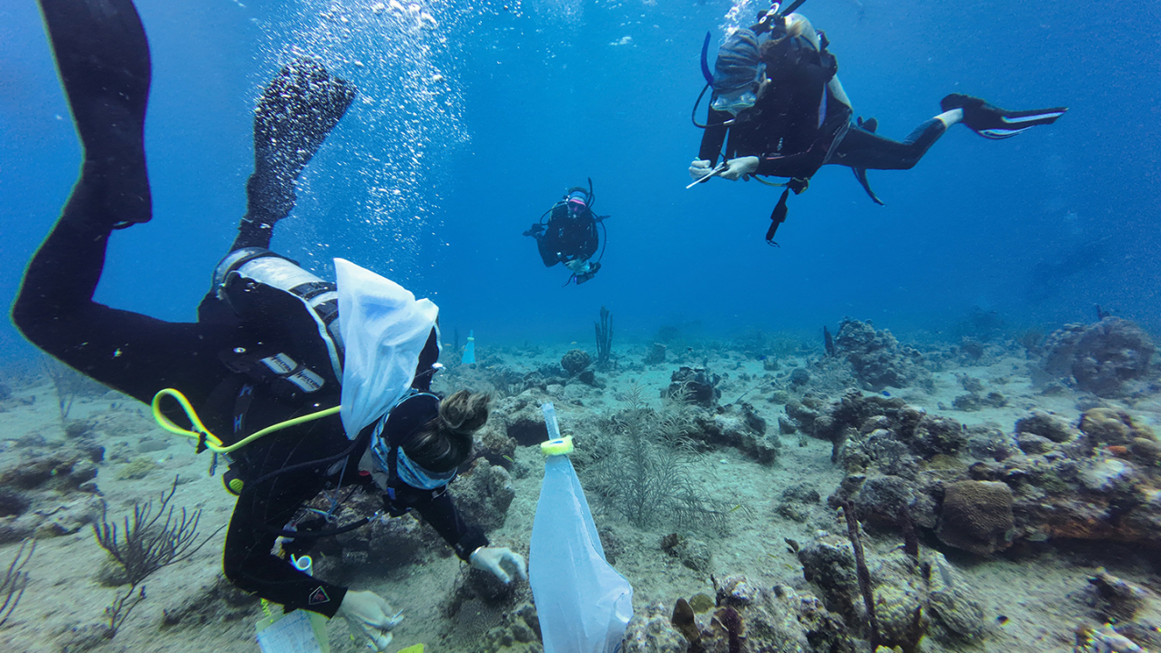 Biden-Harris Administration, NOAA make $20 million available for habitat restoration, resilience for tribes and underserved communities