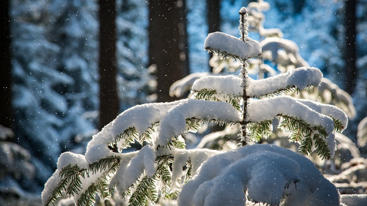 The hidden forces transforming Christmas traditions.