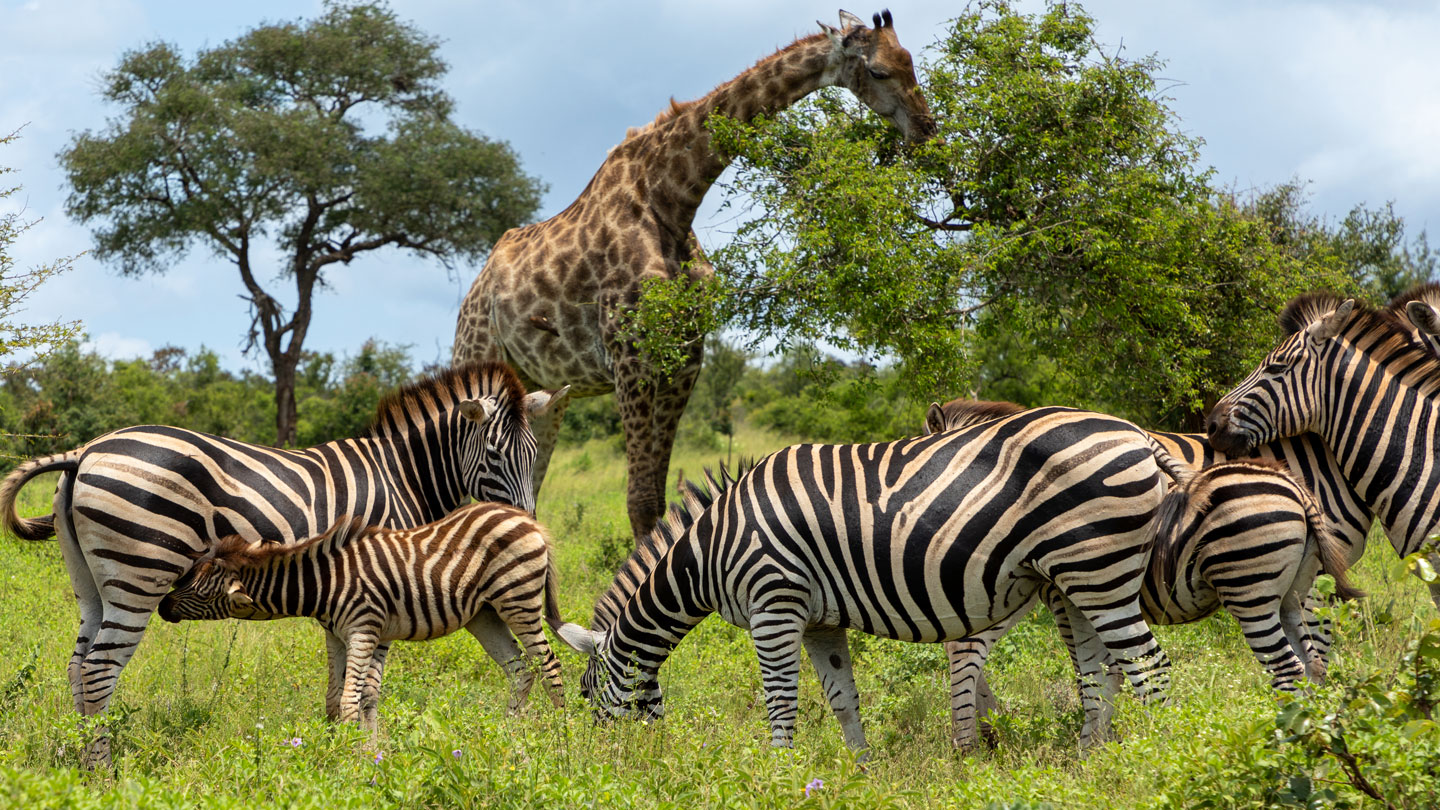 In a first, zebra cams reveal herds on the move with giraffes