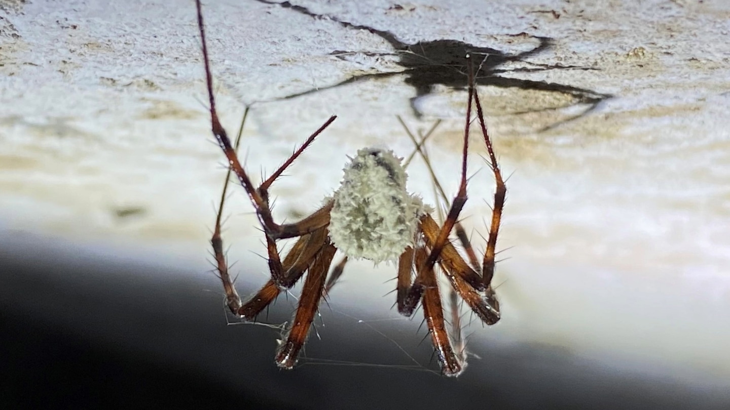 A fungus named after Sir David Attenborough zombifies cave spiders