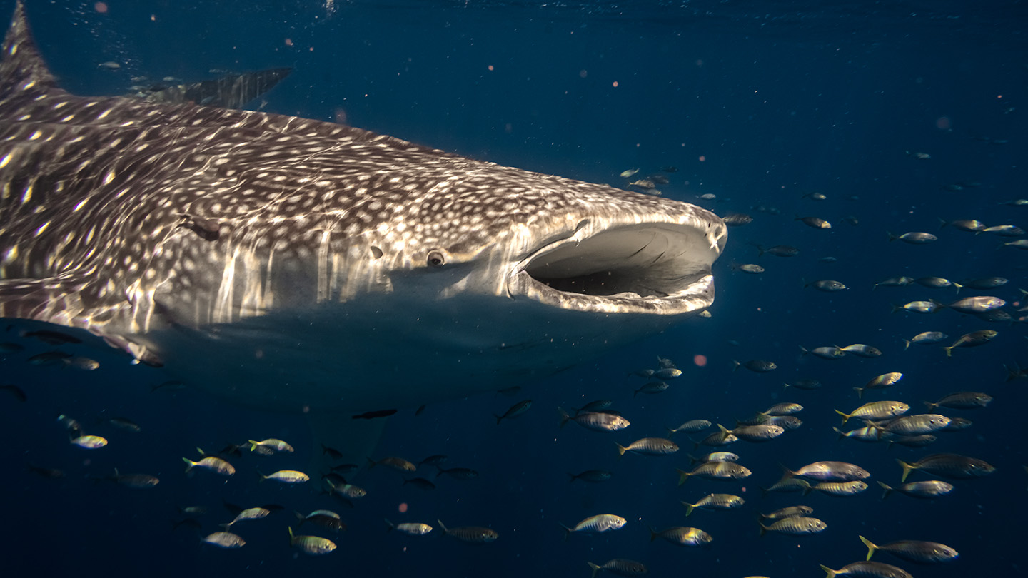 Migrating whale sharks make pit stops at oil and gas rigs