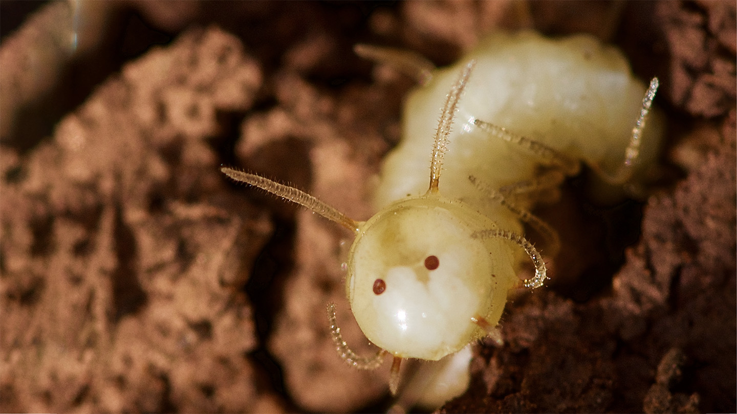 The butts of these blowfly larvae mimic termite faces