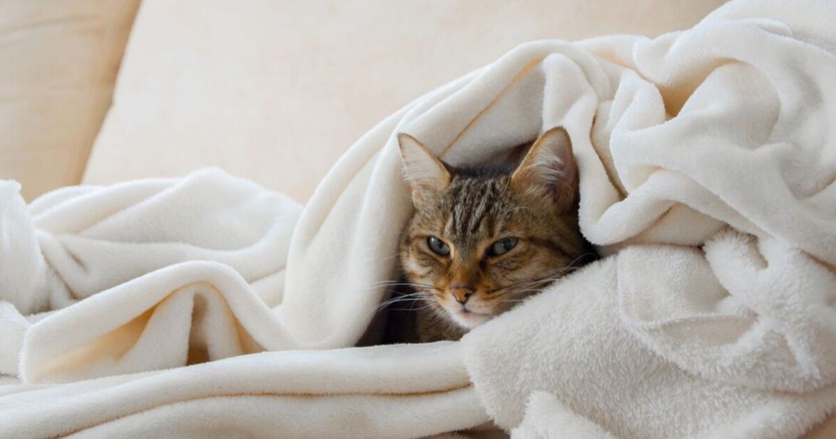 ‘I’m a cat expert – here are 5 tips to protect your pet from the cold’