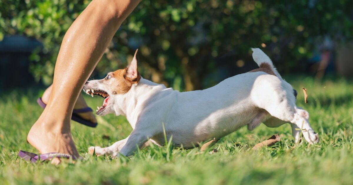 Dog chew warning issued by FSA as pets ‘develop werewolf syndrome’ | UK | News