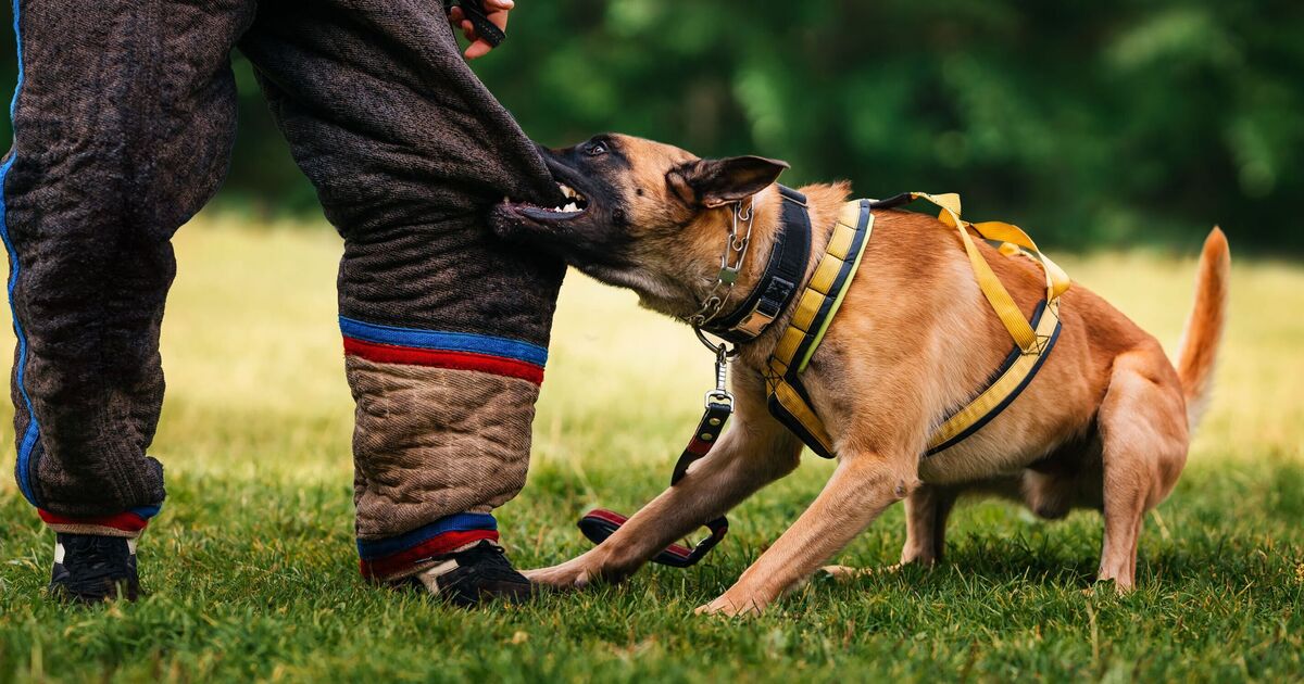 Dog trainer says ‘common’ mistake owners make can lead to puppy biting | UK | News