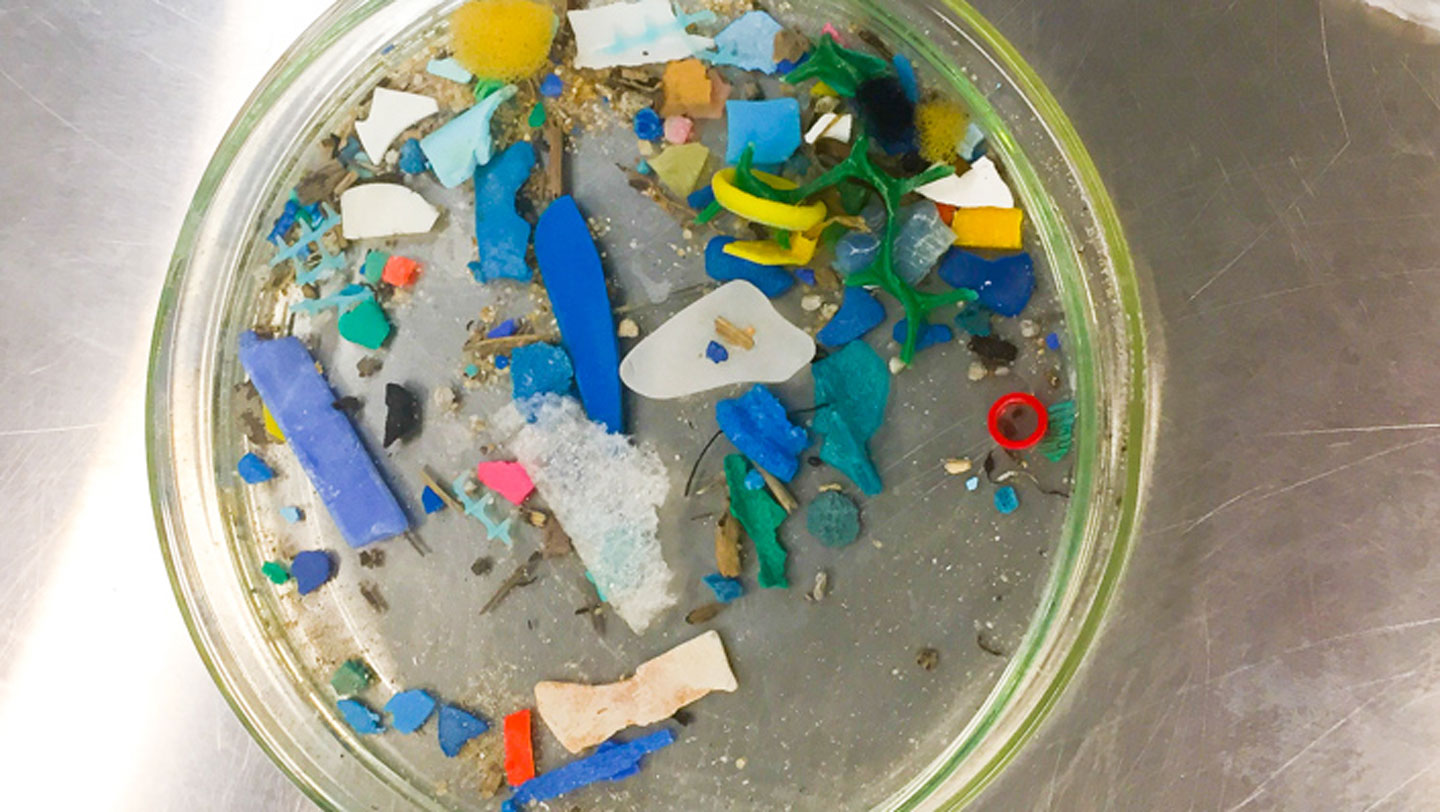 A diet full of tiny plastics triggered health problems in mice
