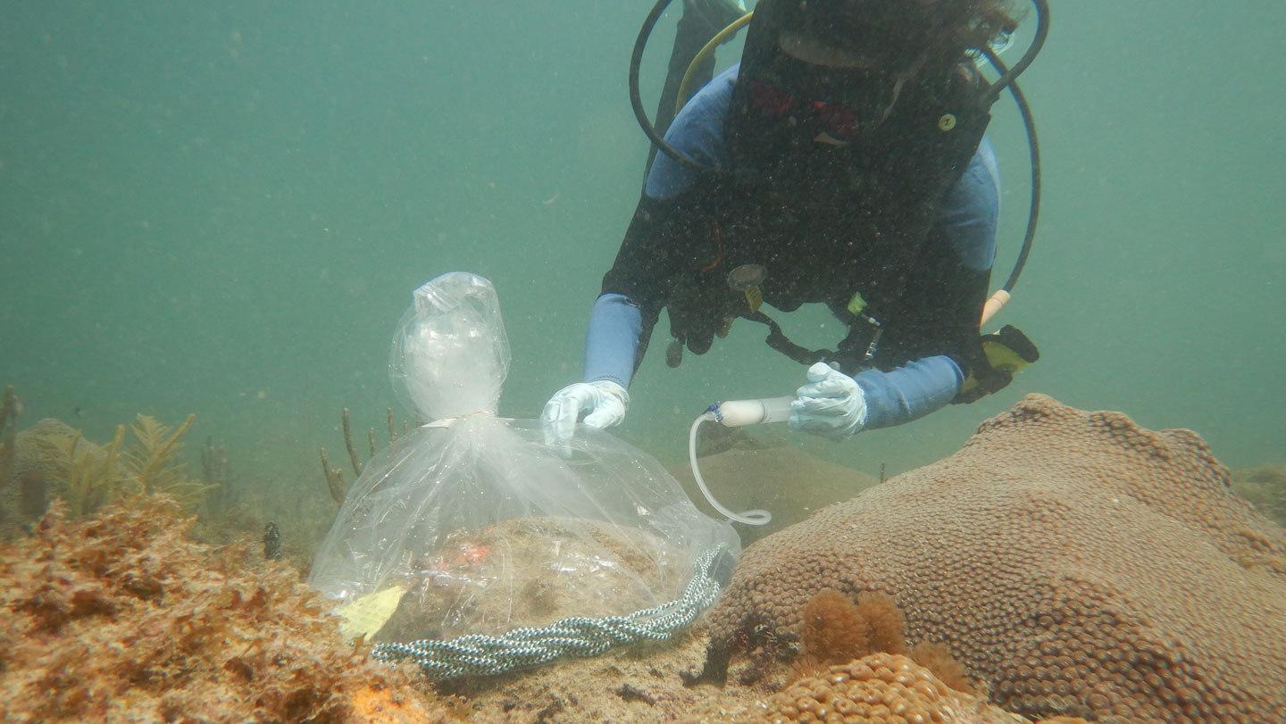Probiotics helped great star corals fend off a deadly disease