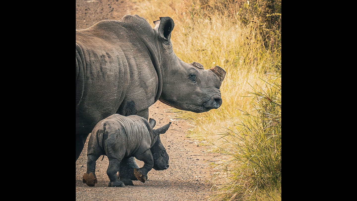 Preemptively cutting rhinos’ horns cuts poaching