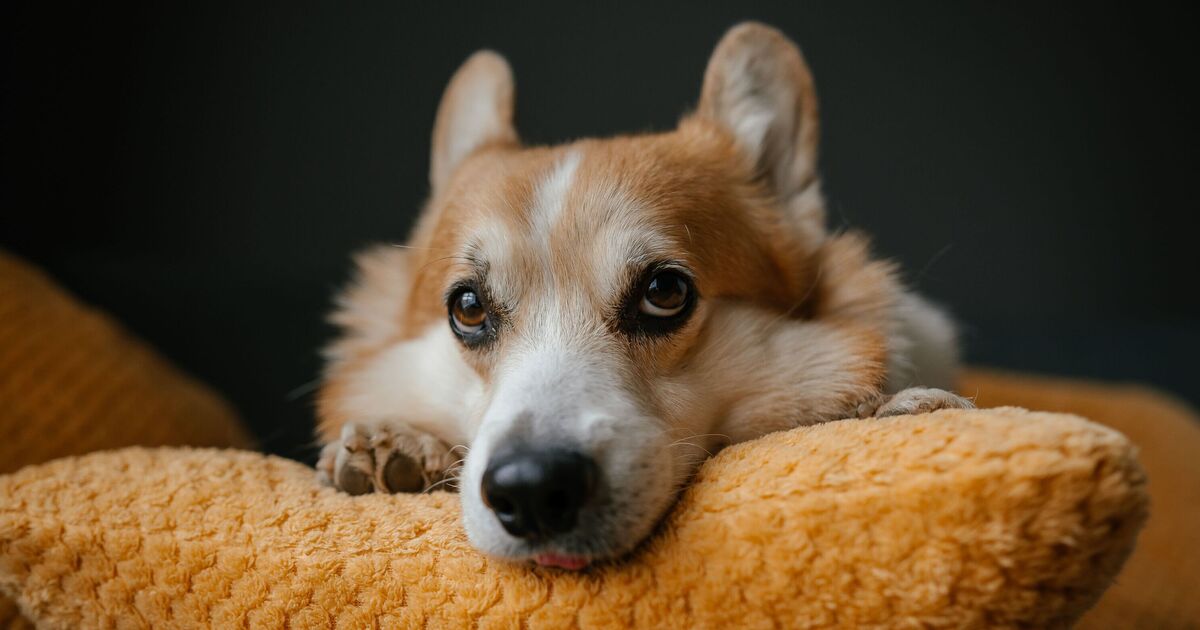 Dogs sleep on pillows to send owners ‘adorable message’