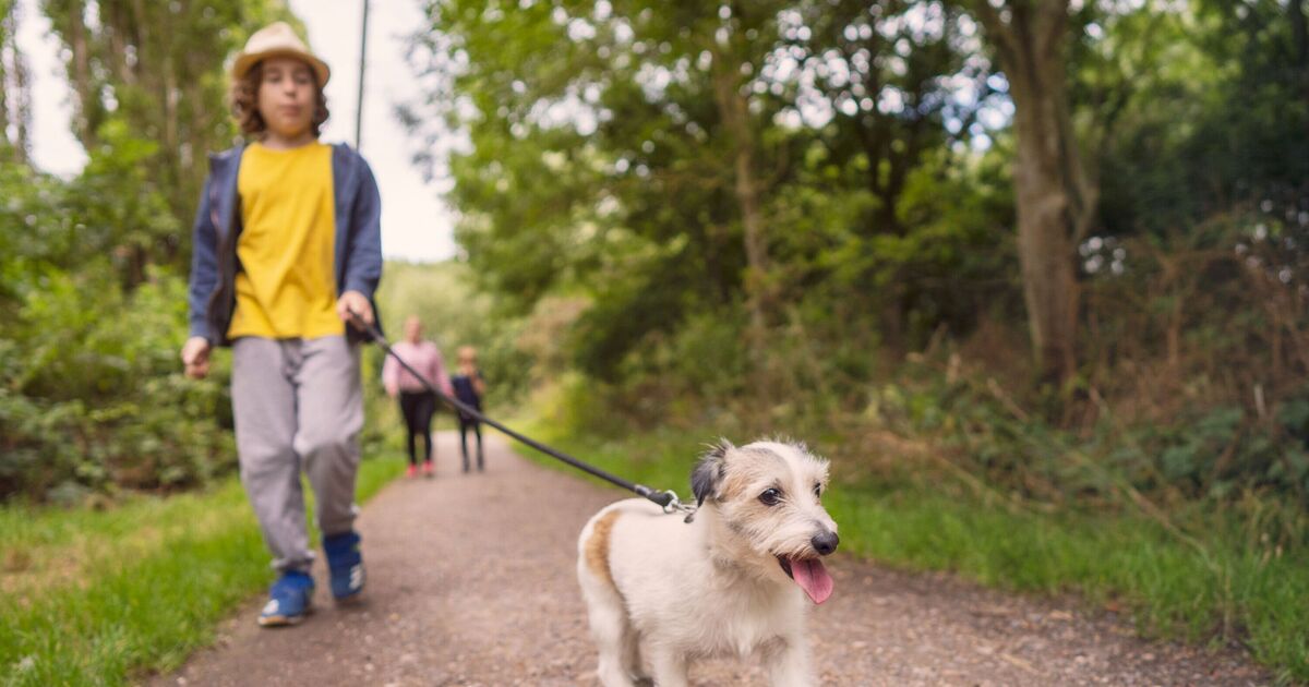 Top five dog-friendly cities in the UK