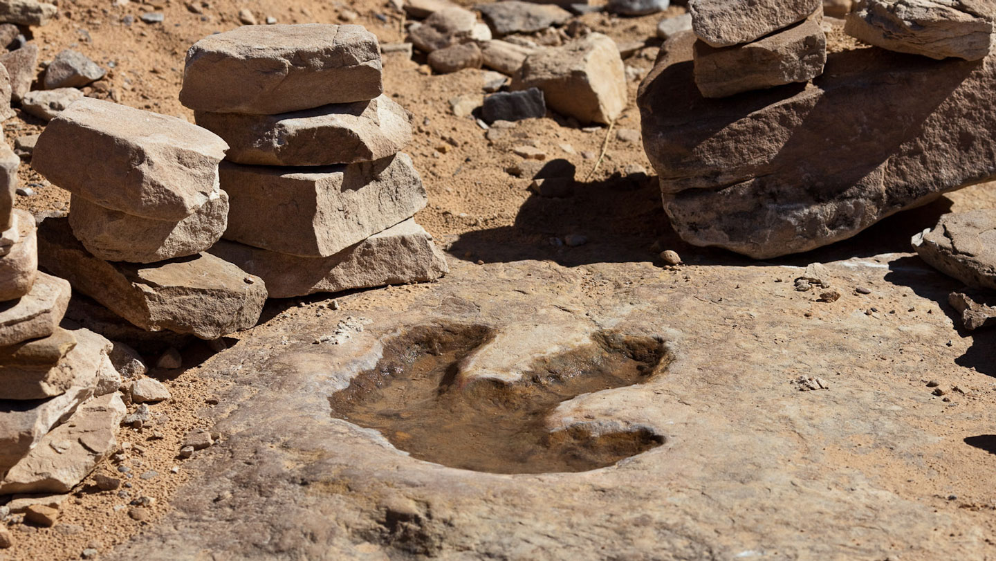 How fast did dinosaurs really go? Birds walking in mud provide new clues
