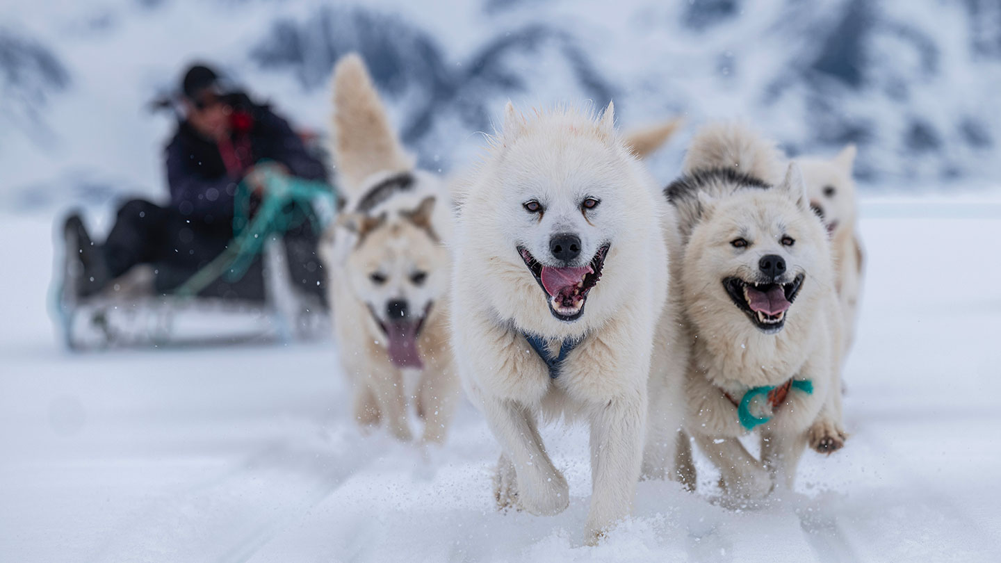 Greenland sled dog DNA is a window into the Arctic’s archaeological past