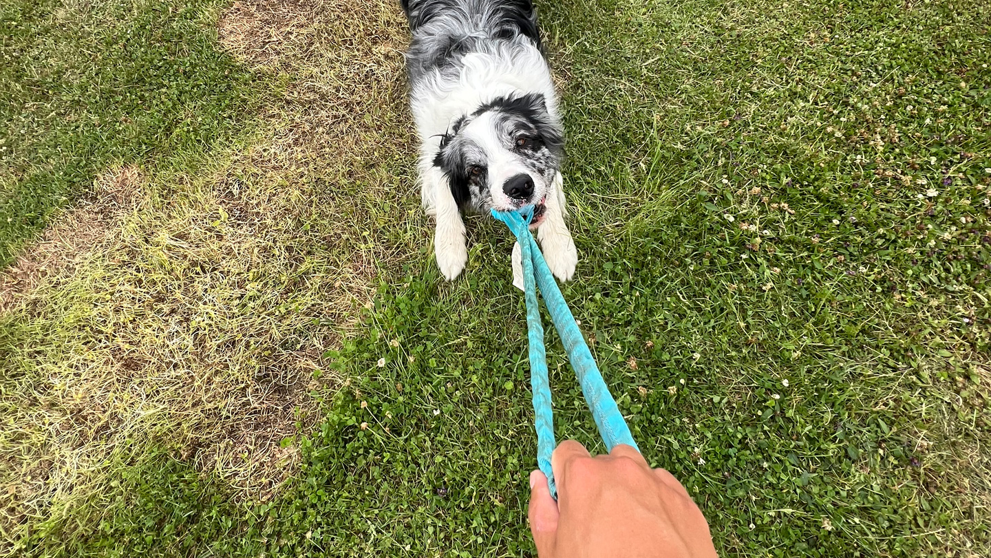 Tug or fetch? Some dogs sort toys by how they are used